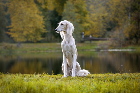 pas, saluki