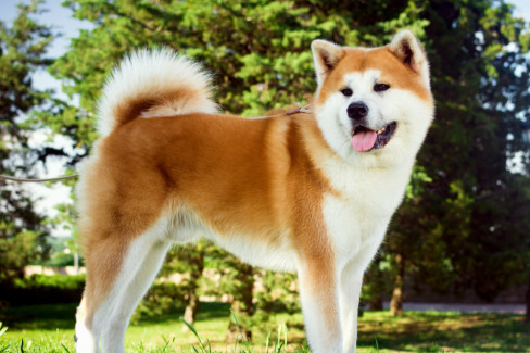 pas, akita