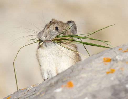 Pika