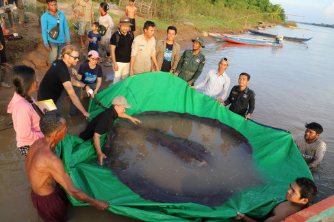 Cambodia Giant Stingray