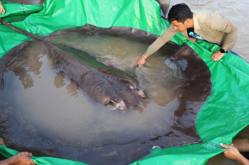 Cambodia Giant Stingray