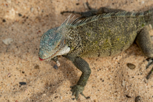 Iguana