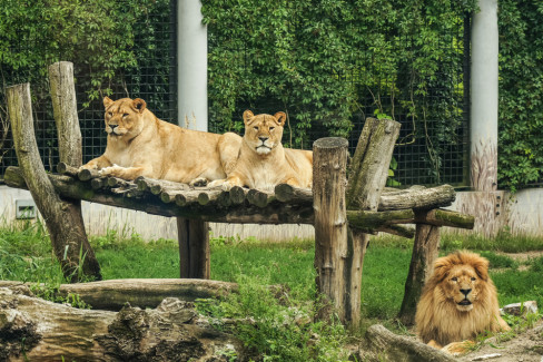 lav, lavovi, zoo vrt 